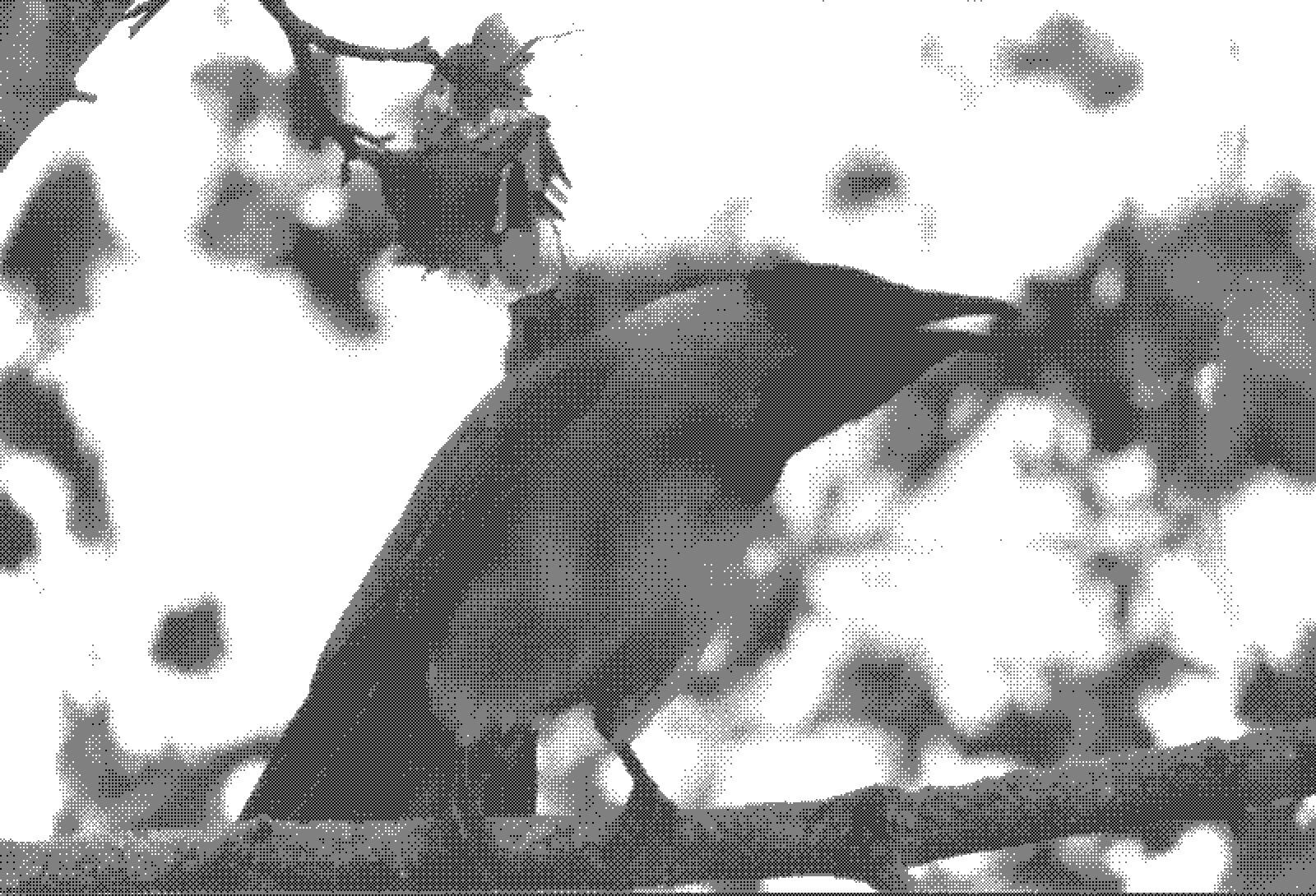 This crow was my first test to see if my Vivitar lens worked