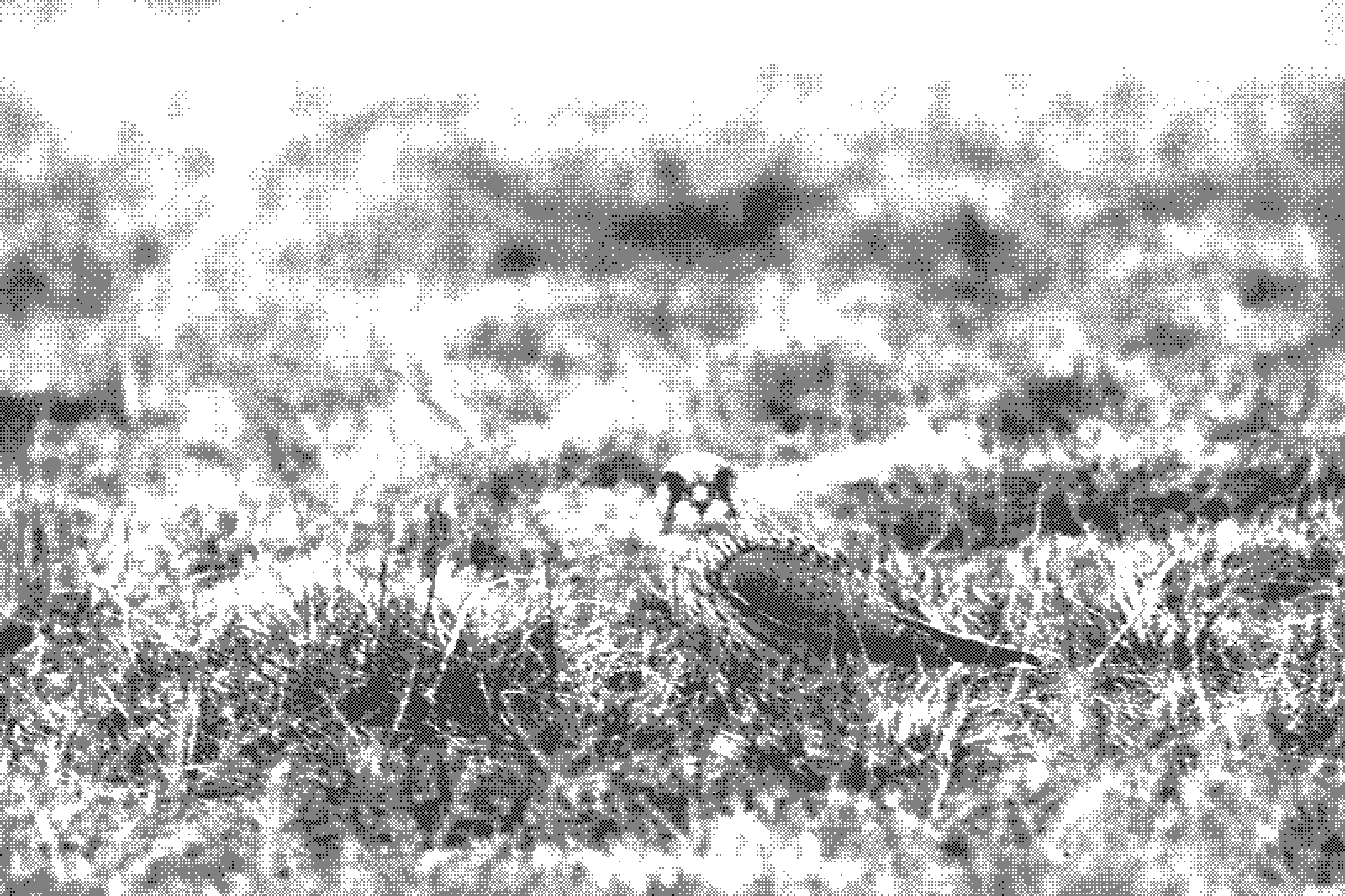 On the Tempelhof field you can observe many kestrels