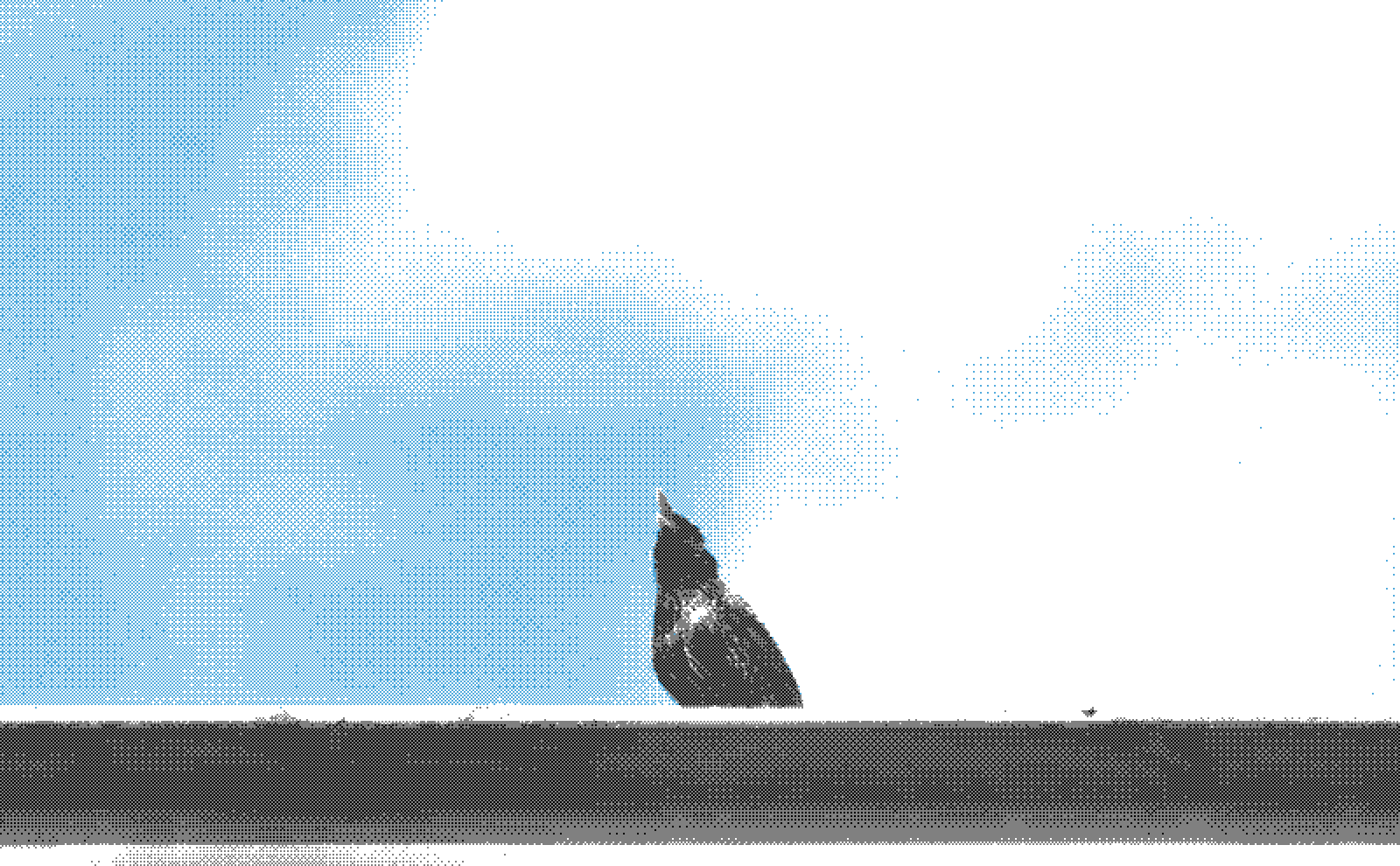 Here i realized that the starling has really beautiful feather colors when the sun shines on it